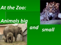 At the Zoo: animals big and small