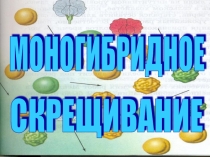 Презентация Моногибридное скрещивание Методическая разработка учебного занятия по биологии