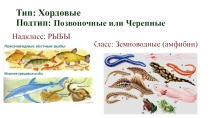 Презентация Класс: Пресмыкающиеся (Рептилии)