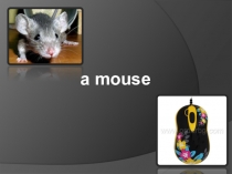 Употребление омонимов в английском языке