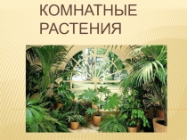 Презентация по биологии Комнатные растения. 7 класс