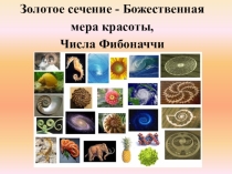 Презентация к открытому бинарному уроку Золотое сечение Фибоначчи