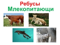 Презентация к занятию кружка Юные любители природы на тему: Ребусы Млекопитающие
