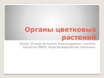 Презентация Органы цветковых растений