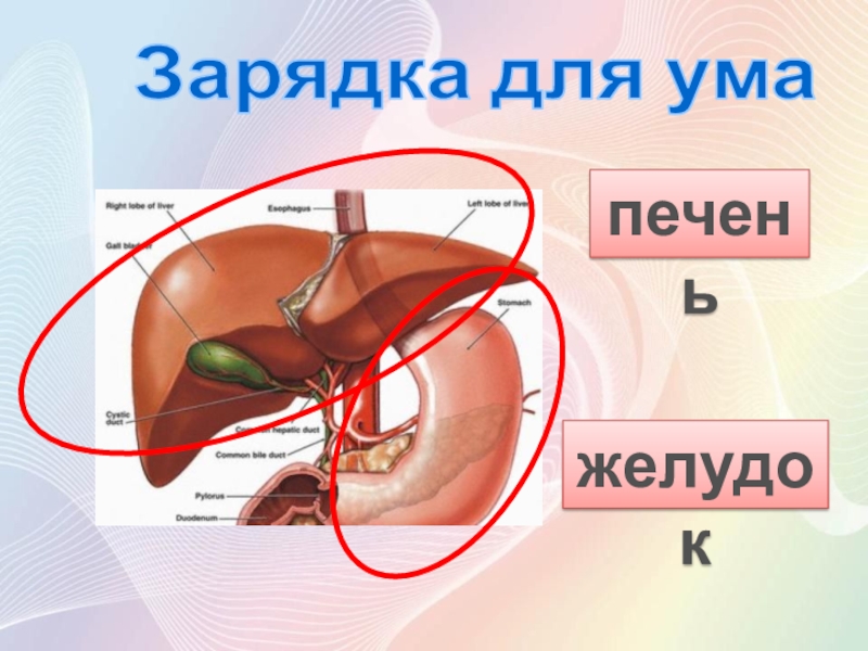 Долголетие хорошие настроение с alivmax.ru печеньжелудокЗарядка для ума печеньжелудокЗарядка для ума