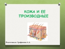 Презентация по биологии на тему Кожа и ее производные