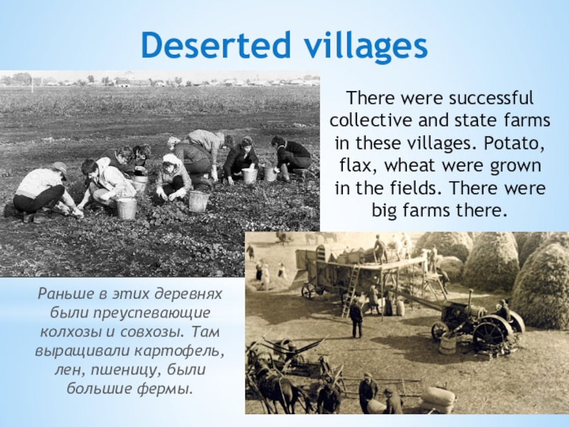 Презентация Борское отечество моё Deserted villagesThere were successful collective and state farms in these villages. Deserted villagesThere were successful collective and state farms in these villages. Potato, flax, wheat were grown in