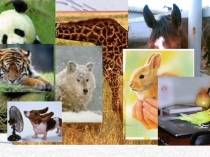 Презентация Планета животных для 5 класса