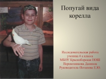 Презентация исследовательской работы Попугай вида корелла