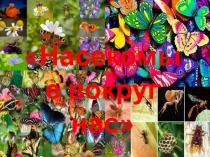 Презентация по зоологии Насекомые вокруг нас