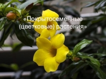 Презентация по биологии на тему Покрытосеменные растения