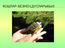 Презентация по татарскому языку на тему  Кошлар- безнең дусларыбыз