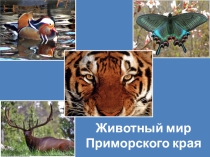Презентация по биологии на тему Животный мир Приморья (конкурсная работа)