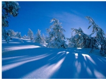 Презентация по литературе И.Бунин стихотворение Густой зеленый ельник у дороги...