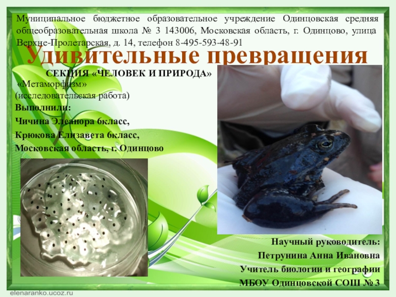 Презентация на тему Удивительные превращения Научный руководитель:Петрунина Анна ИвановнаУчитель биологии и Удивительные превращения Научный руководитель:Петрунина Анна ИвановнаУчитель биологии и географииМБОУ Одинцовской СОШ № 3 Муниципальное бюджетное образовательное учреждение Одинцовская