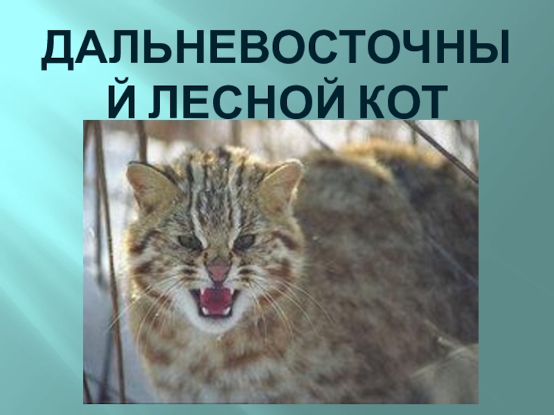 Презентация по курсу внеурочной деятельности Флора и фауна Хабаровского края Амурский лесной кот