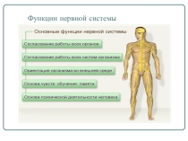 Презентация по биологии на тему Вегетативная нервная система