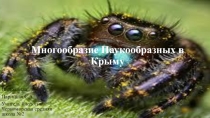 Презентация Многообразие паукообразных Крыма