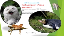 Учебный проект по окружающему миру Редкие животные