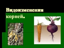 Презентация по биологии на тему  Видоизменения корней.