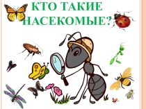 Презентация по окружающему миру Насекомые