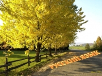 Урок русского языка в 4 классе Сложное предложение