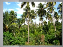 ЭОР. Презентация по истории на тему Индийские касты (5 класс. ФГОС)