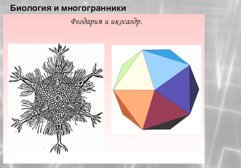 Презентация по математике на тему Геометрия многогранников Биология и многогранники Биология и многогранники