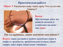 Презентация к уроку Скелет человека