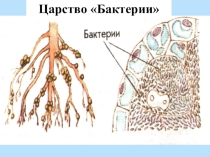 Презентация по биологии на тему Развитие жизни