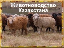 Презентация Животноводство Казахстана, 9 класс
