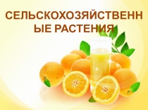 Презентация по биологии на тему Сельскохозяйственные растения(7 кл.)