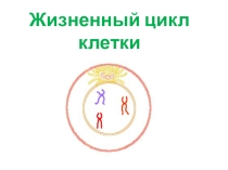 Презентация по биологии на тему: Жизненный цикл клетки (студенты 1 курса).