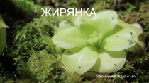 Презентация по биологии на тему Насекомоядное растение жирянка (6 класс)