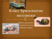 Презентация по биологии на тему  Класс Брюхоногие моллюски ( 7 класс)