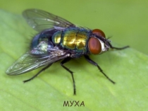 Презентация по биологии на тему Кто такие насекомые и зачем они нужны