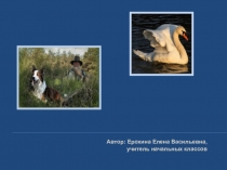 Презентация по литературному чтению к уроку на тему Д.Н.Мамин-Сибиряк Приёмыш