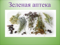 Презентация по окружающему миру на тему Зеленая аптека (1 класс)