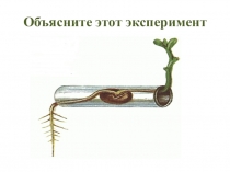 7 класс Тропизмы и таксисы презентация