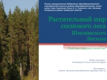 Растительный мир соснового лесе Шехманского лесхоза