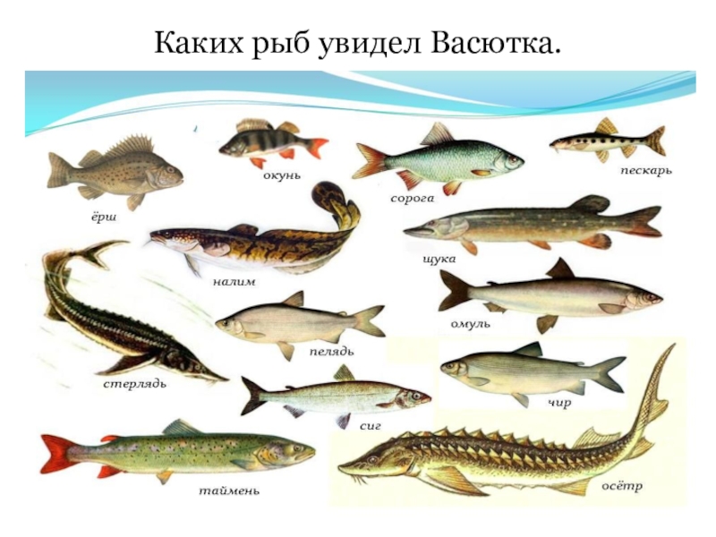 Презентация по рассказу Виктора Астафьева Каких рыб увидел Васютка. Каких рыб увидел Васютка.