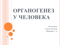Презентация по теме  Органогенез человека (10 класс, биология)