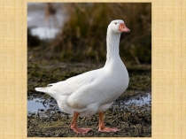 Презентация по обучению грамоте на тему Знакомство с буквой г (1 класс)