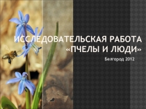 Исследовательская работа Пчелы и люди