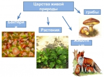 Презентация Окружающий мир Царство растений