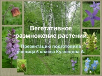 Презентация по биологии на тему Вегетативное размножение
