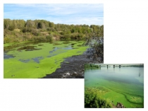 Водоросли 6 класс