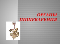 Презентация по биологии на тему Пищеварение. 8 класс.