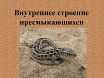 Презентация по биологии на тему Внутреннее строение рептилий (7 класс)