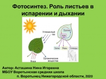 Презентация по биологии в 6 классе на тему Фотосинтез. Дыхание и испарение воды листьями